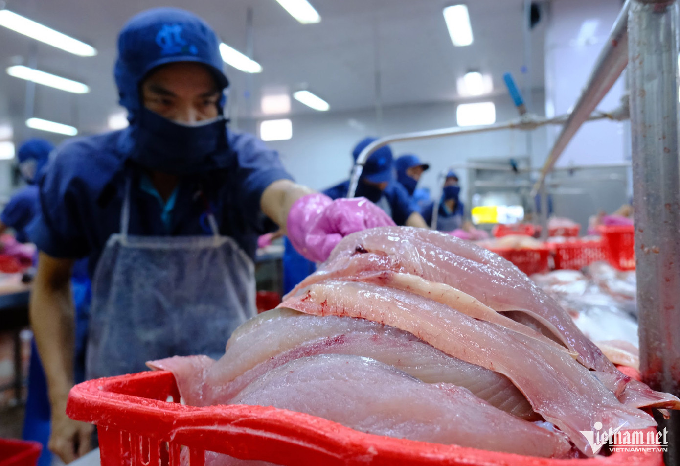 Xuất khẩu cá tra đang tăng trưởng rất tốt ở các thị trường. Ảnh: Phạm Hoàng Giám.