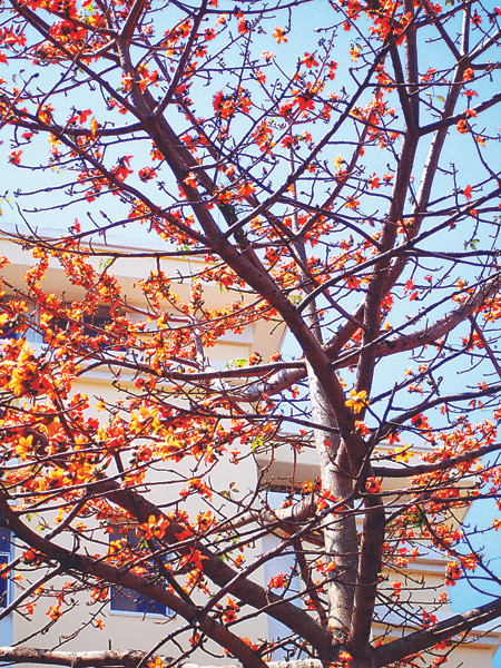 Hoa Pơ Lang mùa xuân Tây Nguyên