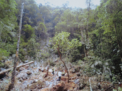 Trong lòng réc, có mạt cưa, lá cây huê . Trong lòng réc, có mạt cưa, lá cây huê