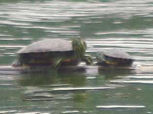 Rùa tai đỏ giỡn nước cùng cụ Rùa Hồ Gươm. Ảnh: Xuân Phú