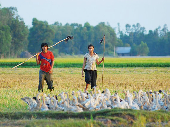 Nương và Điền với những tháng ngày rong ruổi trên những cánh đồng ngập mặn và lũ vịt.