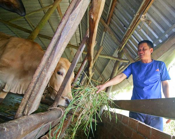 Mô hình nuôi bò từ vốn chính sách giúp hộ ông Võ Văn Diệu ở ấp 2, xã Xà Phiên, huyện Long Mỹ thoát nghèo