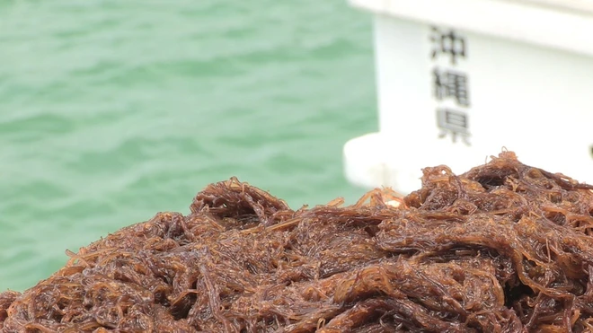 Tảo hữu cơ được thu hoạch từ vùng biển sạch của Nhật Bản. Tảo hữu cơ được thu hoạch từ vùng biển sạch của Nhật Bản.