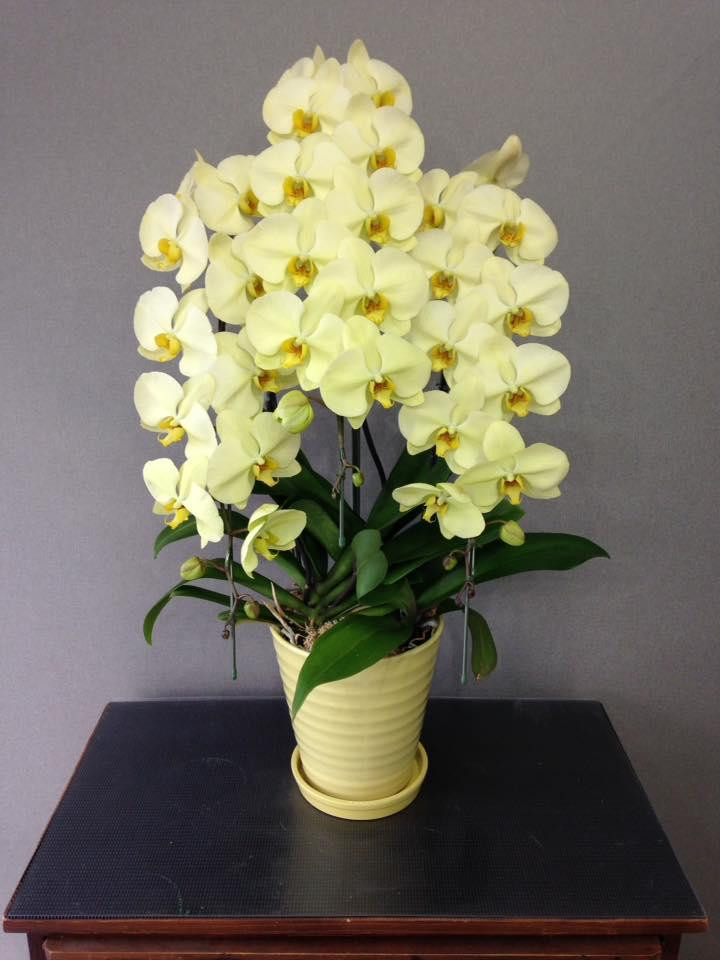 Cận 20/10: Cơn sốt Lan Hồ Điệp Đà Lạt chạm đỉnh Cận 20/10: Cơn sốt Lan Hồ Điệp Đà Lạt chạm đỉnh