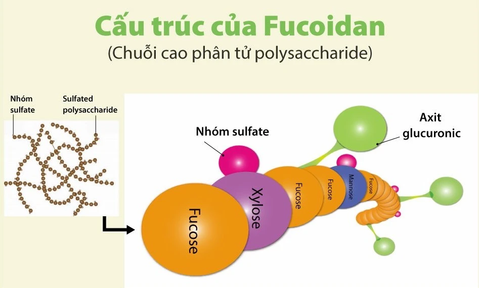 Cấu trúc phân tử của fucoidan. Cấu trúc phân tử của fucoidan.