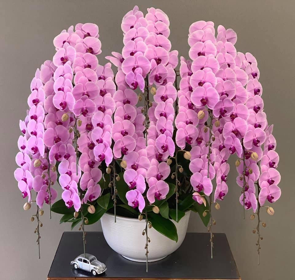 Lan Hồ Điệp Hà Nội - Đơn vị số 1 chuyên phân phối lan Đà Lạt hiện nay Lan Hồ Điệp Hà Nội - Đơn vị số 1 chuyên phân phối lan Đà Lạt hiện nay