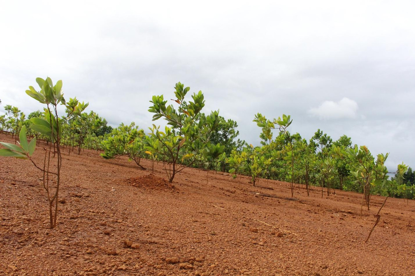 Mô hình khai thác khoáng sản “cuốn chiếu” phát huy hiệu quả khi thực hiện hoàn nguyên môi trường tại các dự án bauxite ở Tây Nguyên.