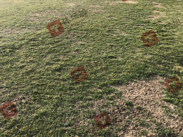 Chất lượng mặt cỏ sân tập tại Uzbekistan được báo Trung Quốc phản ánh Chất lượng mặt cỏ sân tập tại Uzbekistan được báo Trung Quốc phản ánh