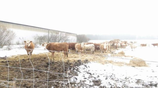 Đàn bò chăn thả theo phương pháp hữu cơ tại trang trại Jahansfelder Landhof