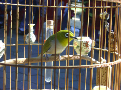 Chim vành khuyên. Chim vành khuyên