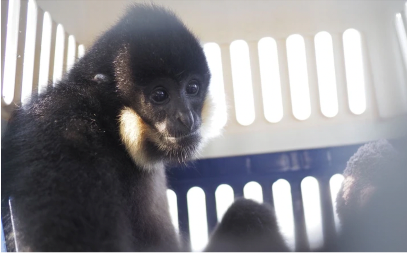 Vượn đen má hung là loại động vật rừng bị nghiêm cấm khai thác, săn bắt và thương mại với mọi hình thức.