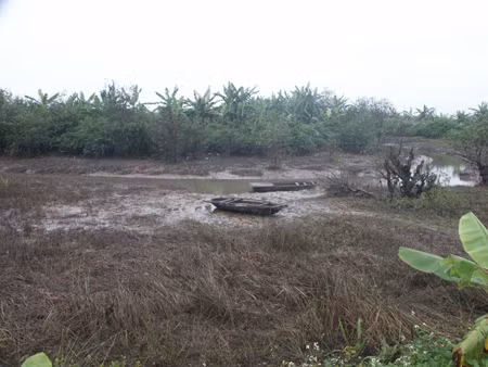 Toàn bộ tôm, cua, cá, chuối tiền tỉ trong đầm của gia đình ông Vươn bị tháo nước rồi cướp vét sạch. 