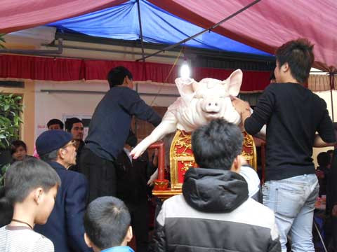 Người dân tập trung trang trí cho “ông lợn”. Mỗi “ông” nặng khoảng gần 2 tạ