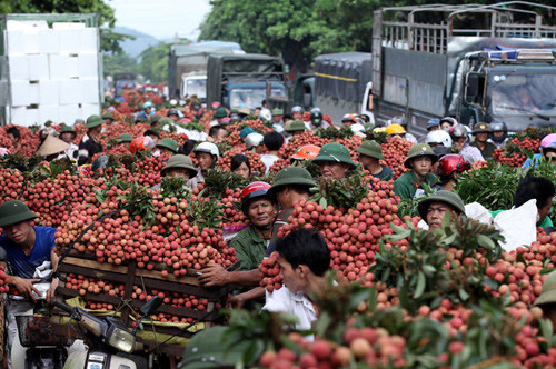 Cua nằm ngửa, mực chảy nước ‘đãi’ dân phố thị ảnh 2