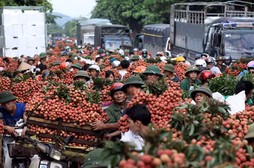 Cua nằm ngửa, mực chảy nước ‘đãi’ dân phố thị ảnh 2
