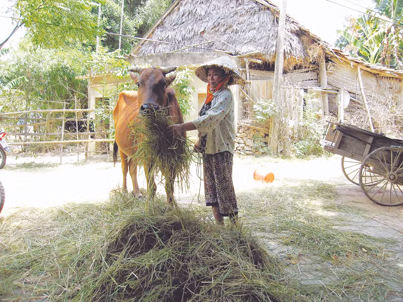 Trâu bò no nê lúa non, còn người đối mặt với nguy cơ đói giáp hạt 