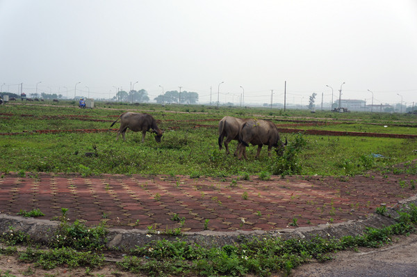Trở thành bãi chăn thả trâu, bò