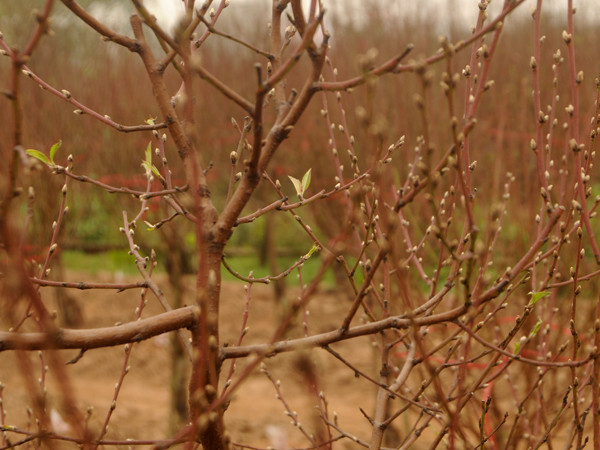 Trong giá rét, những chồi non, nụ đào đầu tiên dần hé nở