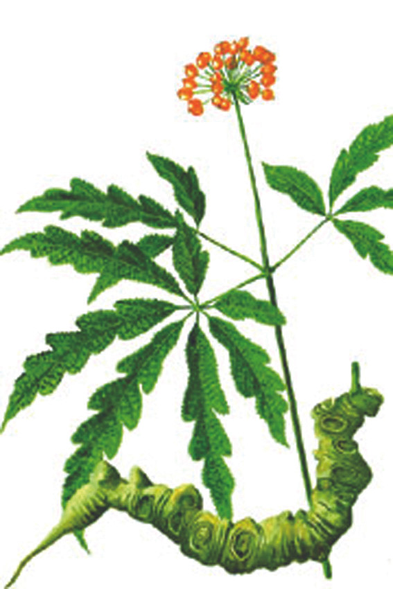 Tam thất Vũ Điệp rất giống sâm Ngọc Linh (hình ảnh được lấy từ mạng internet). Tam thất Vũ Điệp rất giống sâm Ngọc Linh (hình ảnh được lấy từ mạng internet)