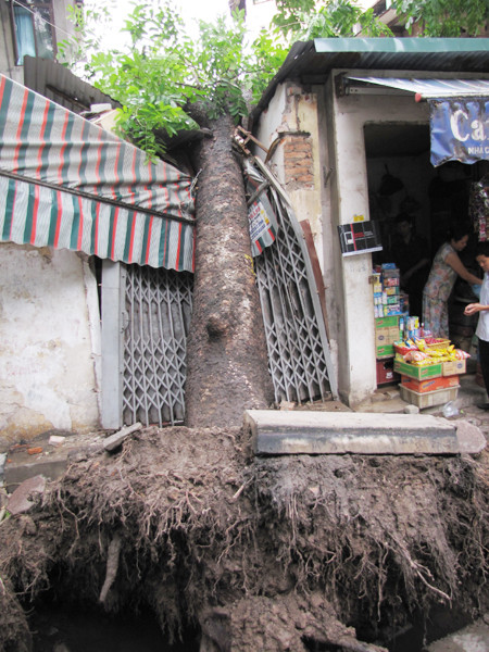 Cây đổ lúc gần 5h sáng nay