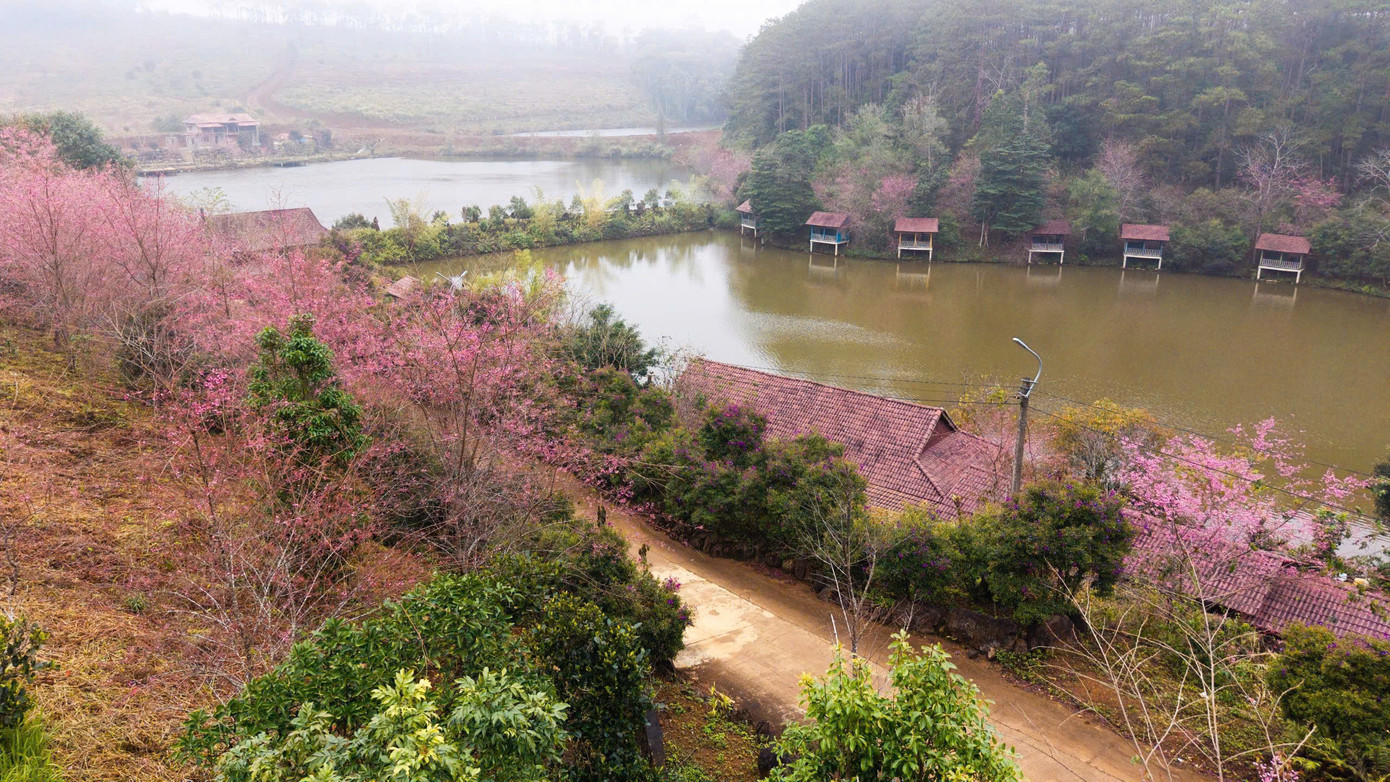 Mai anh đào đang được xem là biểu tượng, điểm thu hút khách du lịch đến với Măng Đen. Mai anh đào đang được xem là biểu tượng, điểm thu hút khách du lịch đến với Măng Đen.