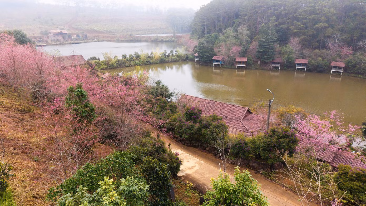 Mai anh đào đang được xem là biểu tượng, điểm thu hút khách du lịch đến với Măng Đen.