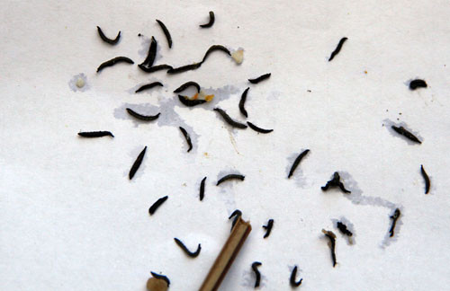 Những sinh vật lạ đã chết. Những sinh vật lạ đã chết