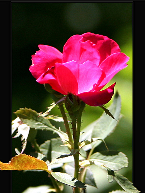 Hoa hồng. Ảnh: KD