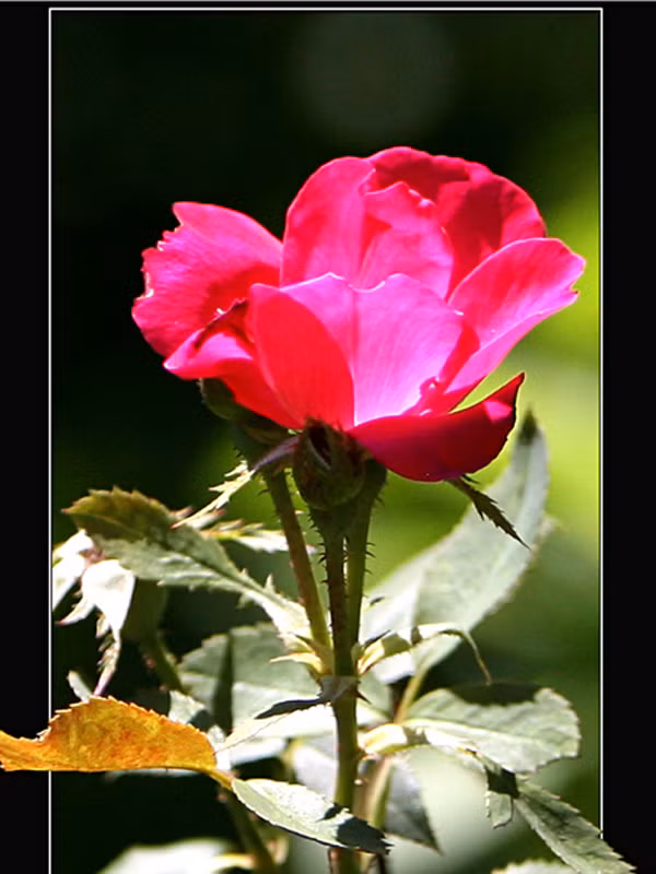 Hoa hồng. Ảnh: KD