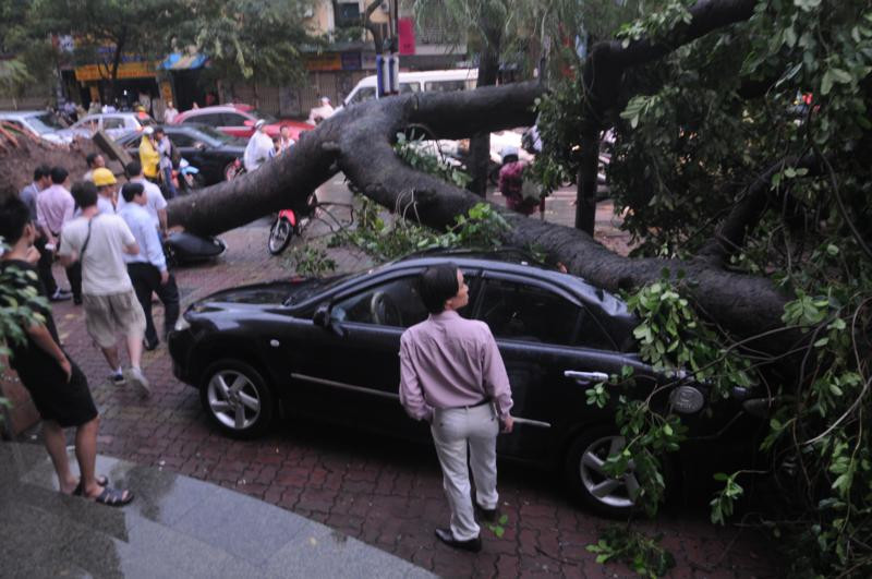 Tại ngã tư Lý Thường Kiệt - Bà Triệu, một cây xà cừ khác cũng đổ ập xuống góc phố, đè bẹp một xe máy và hai ô tô