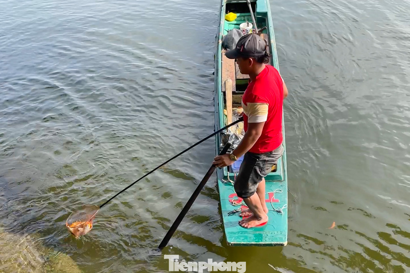 Mặc dù người dân thuê ghe ra giữa sông Sài Gòn thả cá, thế nhưng trong sáng nay phóng viên Tiền Phong cũng đã ghi nhận nhiều hình ảnh cá người dân vừa thả thì bị chích điện.