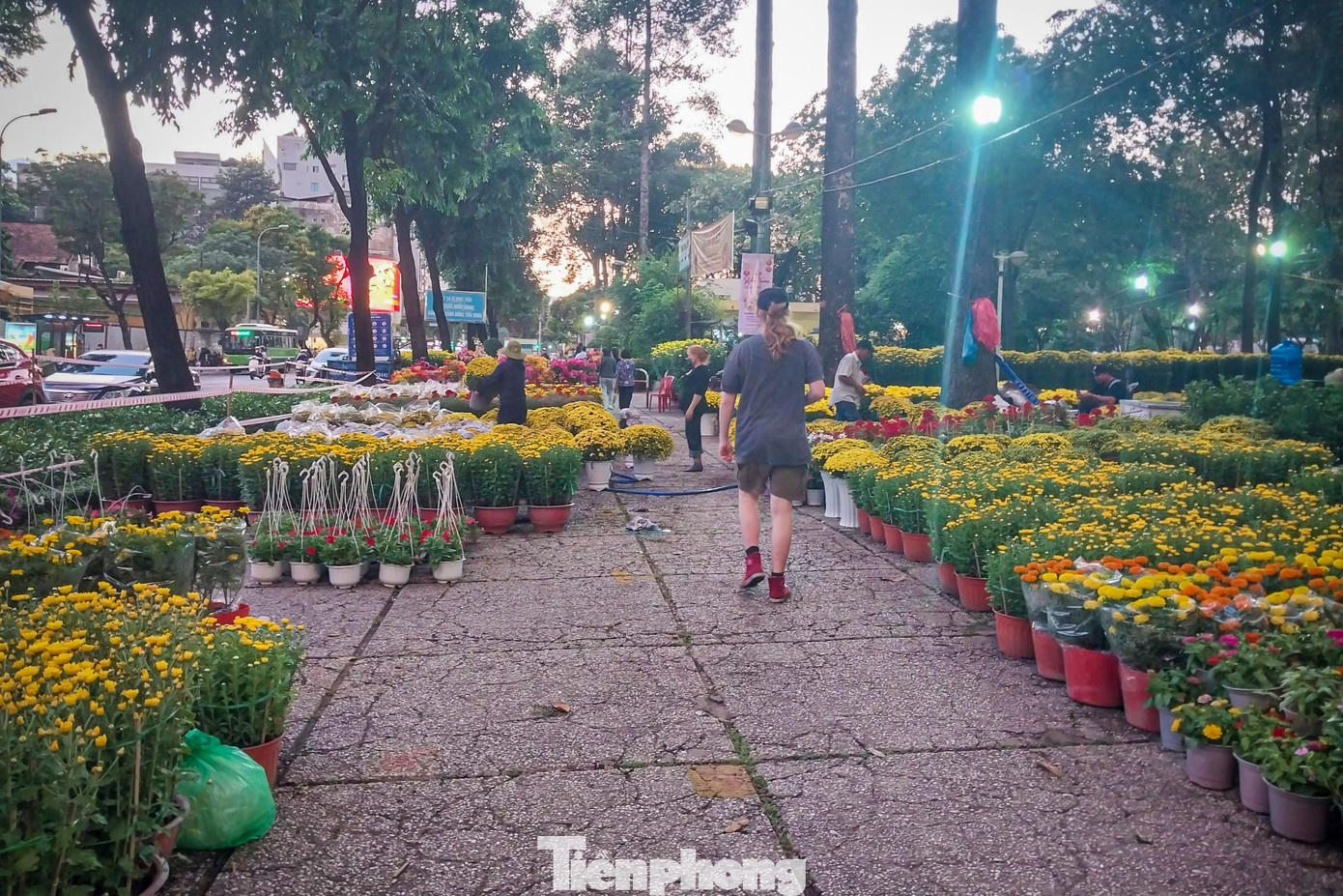 Ghi nhận của phóng viên Tiền Phong, dọc các tuyến đường Thành Thái, Bắc Hải (Quận 10), Nguyễn Thái Học (Quận 1), Bình Đông (quận 8), Bình Long (quận Tân Phú)… bắt đầu nhộn nhịp hơn những ngày trước khi có nhiều điểm bán hoa Tết xuất hiện.