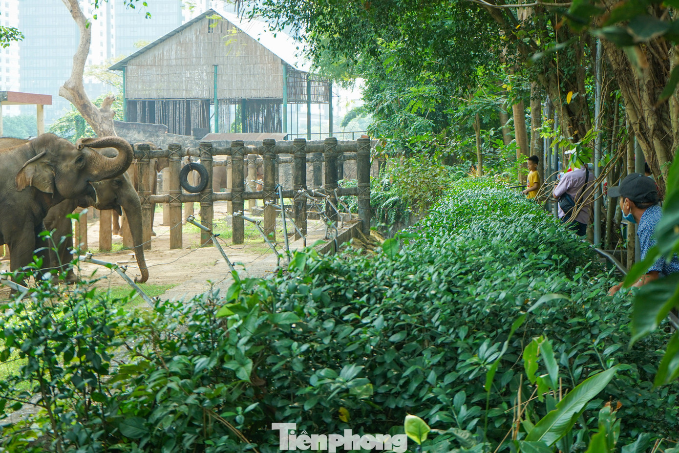 Các khu vực nuôi voi, khỉ, cá sấu,...luôn thu hút nhiều du khách khi đến với Thảo Cầm Viên Sài Gòn chiều mùng 2 Tết