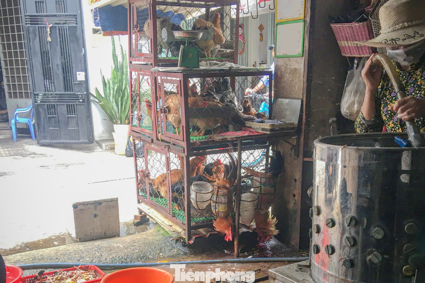 Một số điểm bán gia cầm tại chợ khu phố 2 (quận Bình Tân) không rõ nguồn gốc