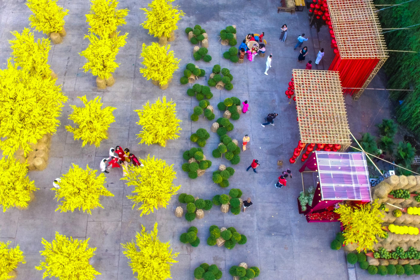 Khác với năm ngoái, năm nay con đường mai tại phố ông đồ được thiết kế rộng, dài hơn. Đặc biệt, một số cây mai vàng có gắn thêm câu chúc, bao lì xì, câu đối đỏ. Có tổng cộng gần 40 gốc mai được bố trí theo hàng dọc chạy từ ngoài cổng Nhà Văn hóa Thanh niên vào bên trong.