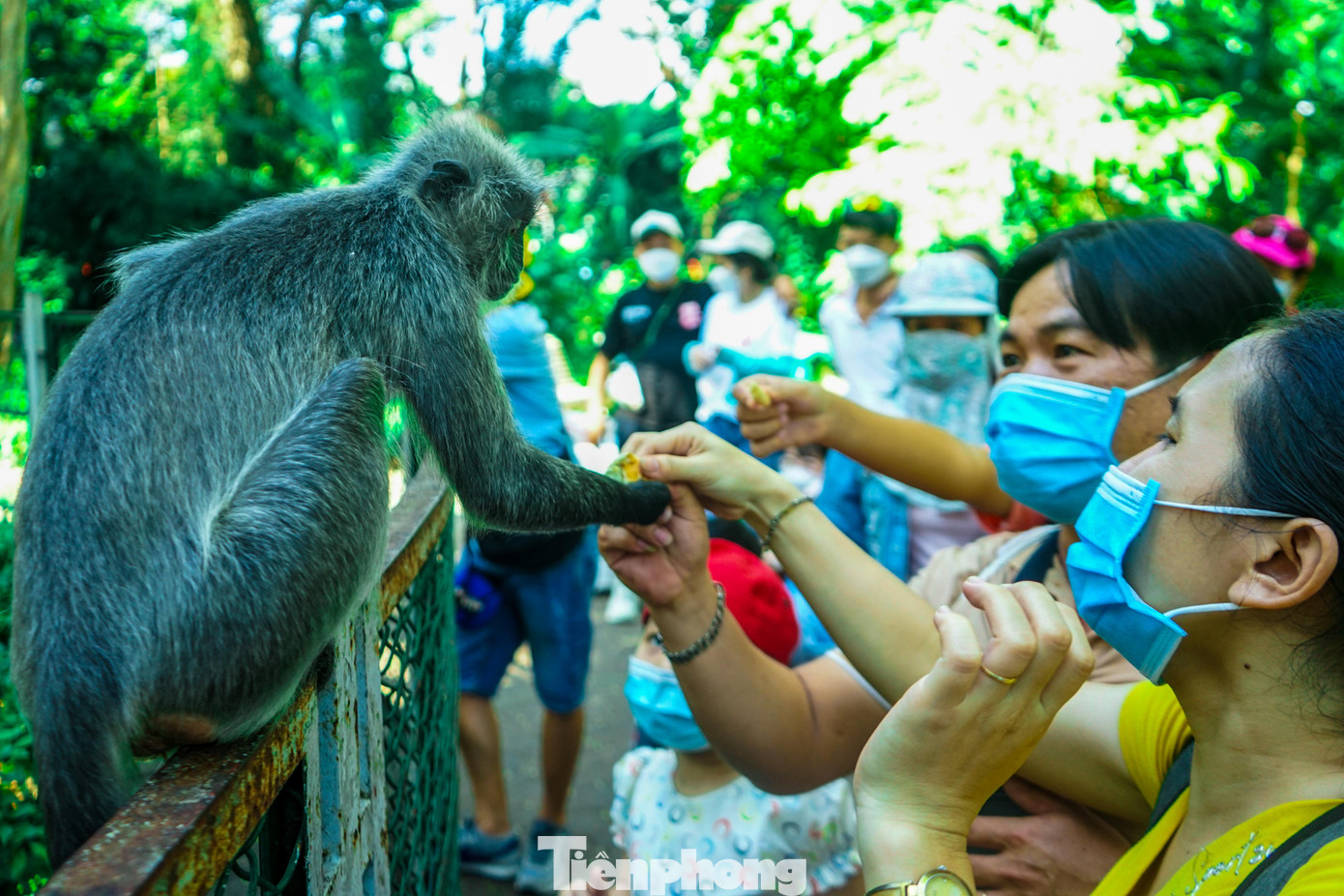 Tại khu vực nuôi khỉ và voọc, nhiều du khách và các bé thiếu nhi đã có những trải nghiệm thú vị khi được tận tay thấy những chú khỉ, voọc chìa tay ra bên ngoài chuồng nuôi nhốt để xin thức ăn. Tại khu vực nuôi khỉ và voọc, nhiều du khách và các bé thiếu nhi đã có những trải nghiệm thú vị khi được tận tay thấy những chú khỉ, voọc chìa tay ra bên ngoài chuồng nuôi nhốt để xin thức ăn.