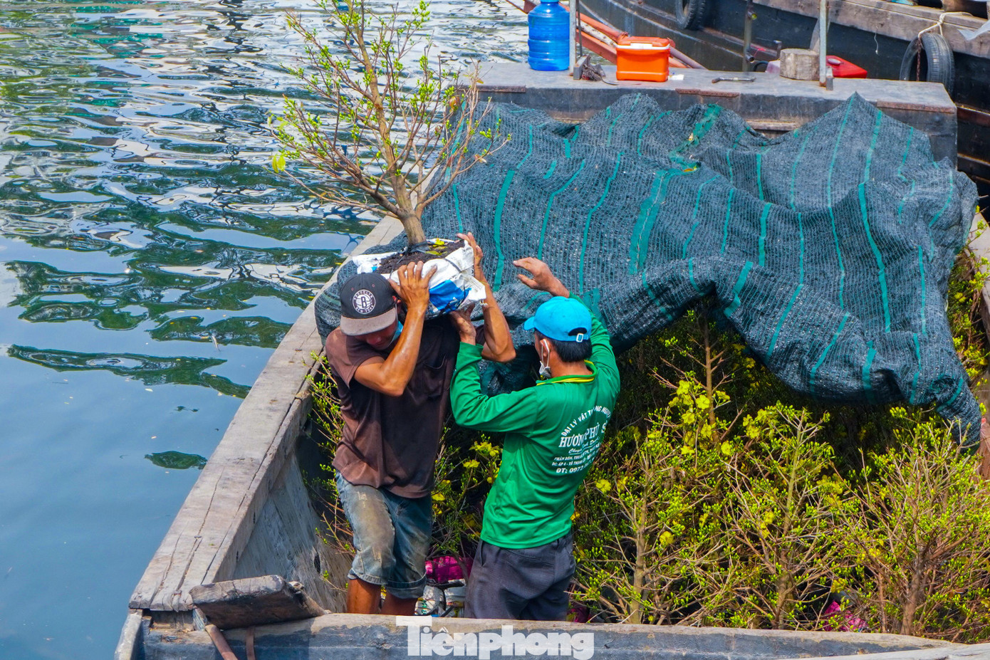 Năm nay, Chợ hoa Xuân “Trên bến dưới thuyền” quy tụ gần 40 ghe tàu và khoảng trên 600 nhà vườn từ các tỉnh Miền Tây tham gia kinh doanh, trưng bày sản phẩm với nhiều chủng loại cây, hoa cảnh phong phú, mới lạ, đặc sắc.
