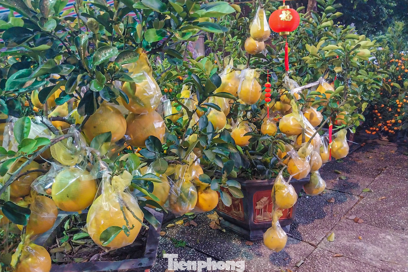 Năm nay, các chậu bonsai bưởi và quất cũng được nhiều người săn đón và mức giá đa dạng, hầu như khách hàng nào cũng có thể mua về trưng trong nhà.