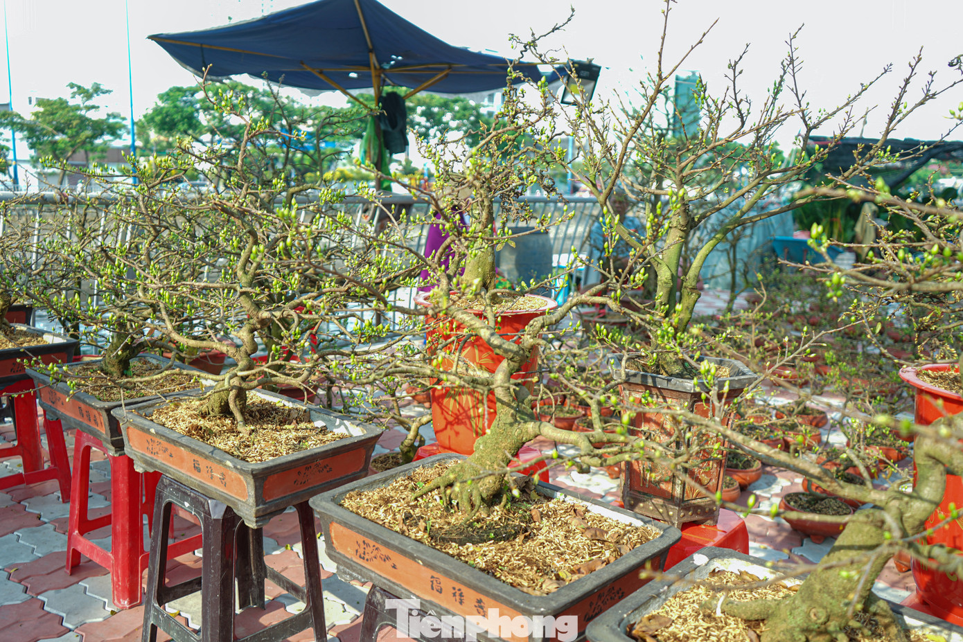 Các mặt hàng hoa Tết năm nay cũng khá phong phú như: mai vàng, hoa giấy, vạn thọ,...