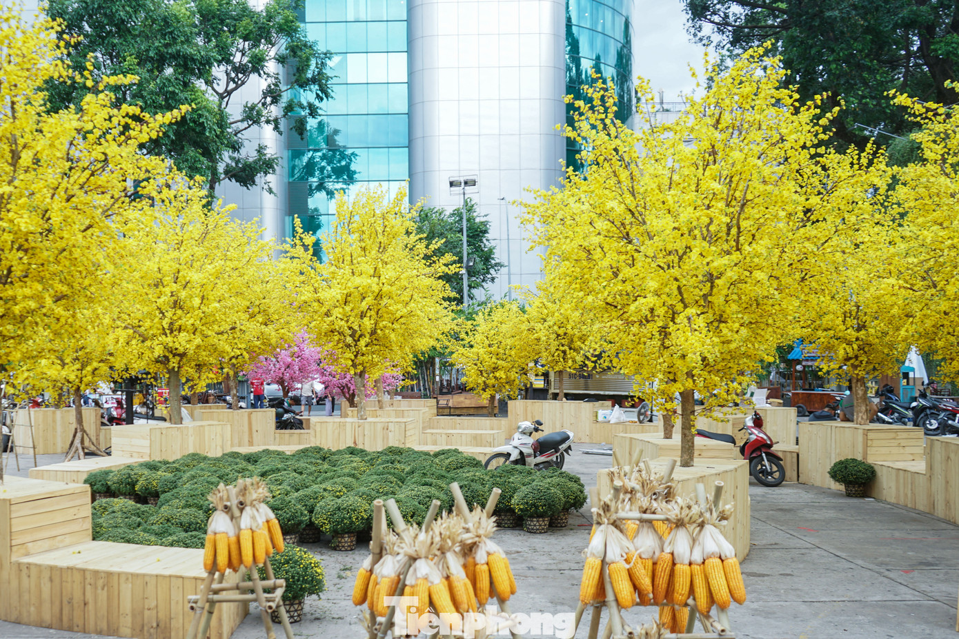 Ban tổ chức cho biết, Phố ông đồ năm nay có hơn 100 gốc mai được bố trí theo hàng dọc chạy từ ngoài cổng và trong, tăng 40 gốc so với năm 2022.