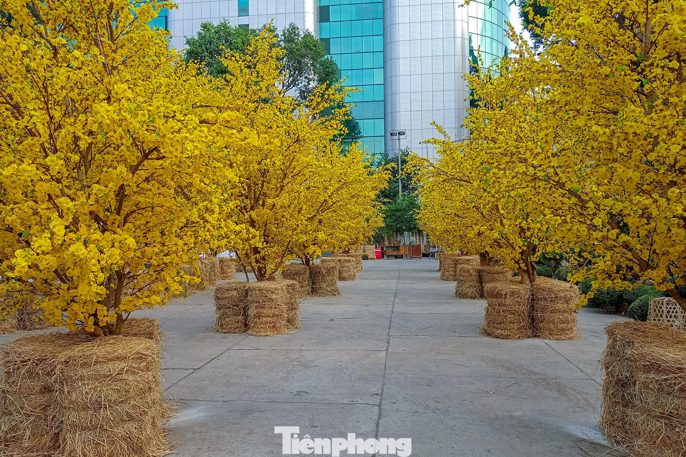 Có tổng cộng gần 40 gốc mai được bố trí theo hàng dọc chạy từ ngoài cổng Nhà Văn hóa Thanh niên vào bên trong.