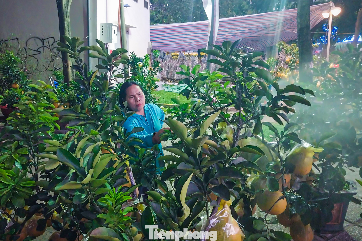 Theo các nhà vườn, do năm nay Tết Nguyên đán đến sớm hơn so với năm trước nên hầu hết hoa phải áp dụng kỹ thuật “ép nở” để kịp đưa ra thị trường bán trước khi Tết đến.