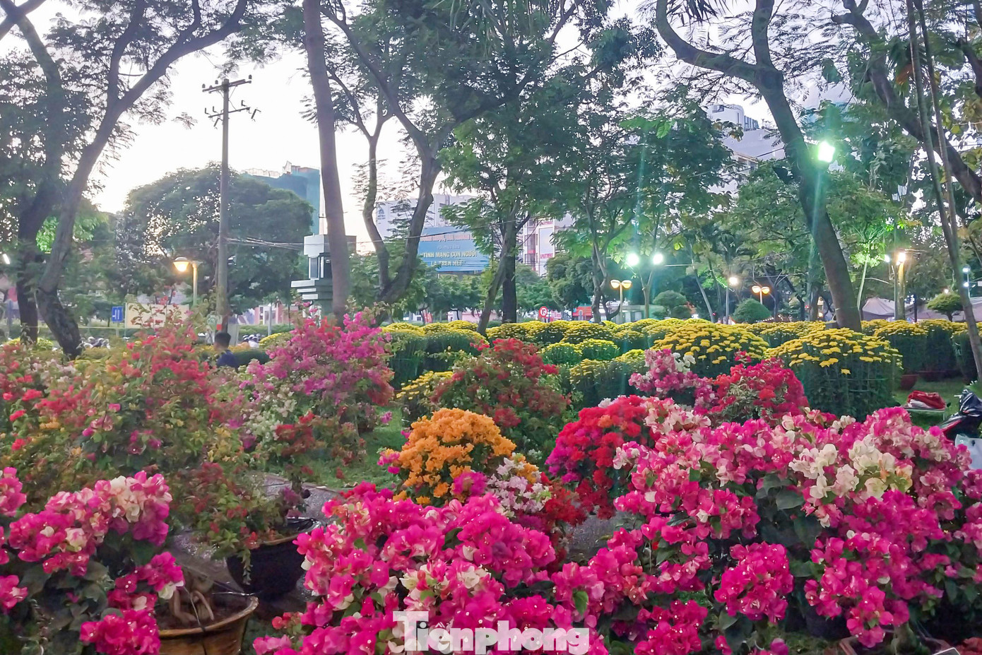 Các loại hoa như kim ngân lượng, phát tài, đỗ quyên, cúc mâm xôi… Tùy thuộc vào kích thước, xuất xứ mà giá cả các loại hoa cũng chênh lệch từ 100.000-350.000 đồng/chậu.