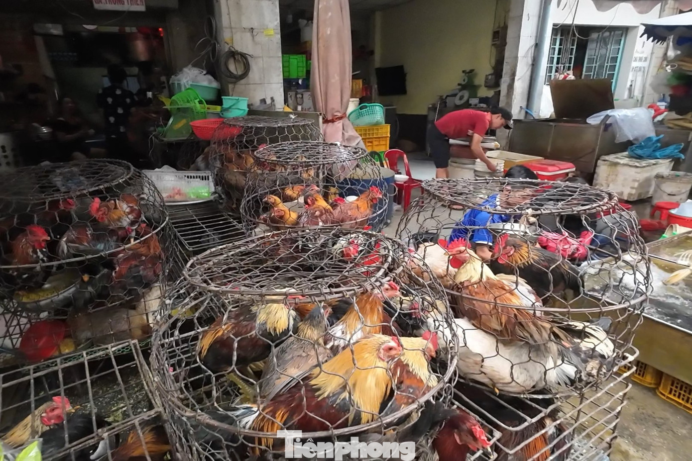 Rất nhiều điểm bán gà, vịt không có dấu kiểm dịch