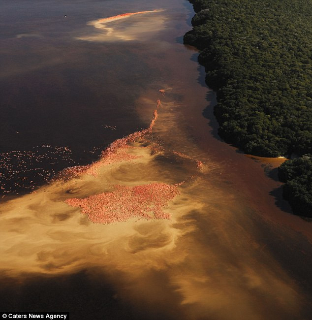 Màu đỏ cam của đàn hồng hạc ven bờ sông