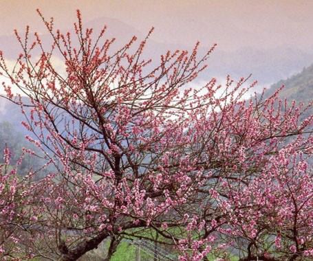 Hoa đào vùng cao. Ảnh minh họa.