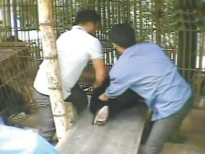 Du khách Hàn Quốc xem gấu bị lôi ra khỏi chuồng 