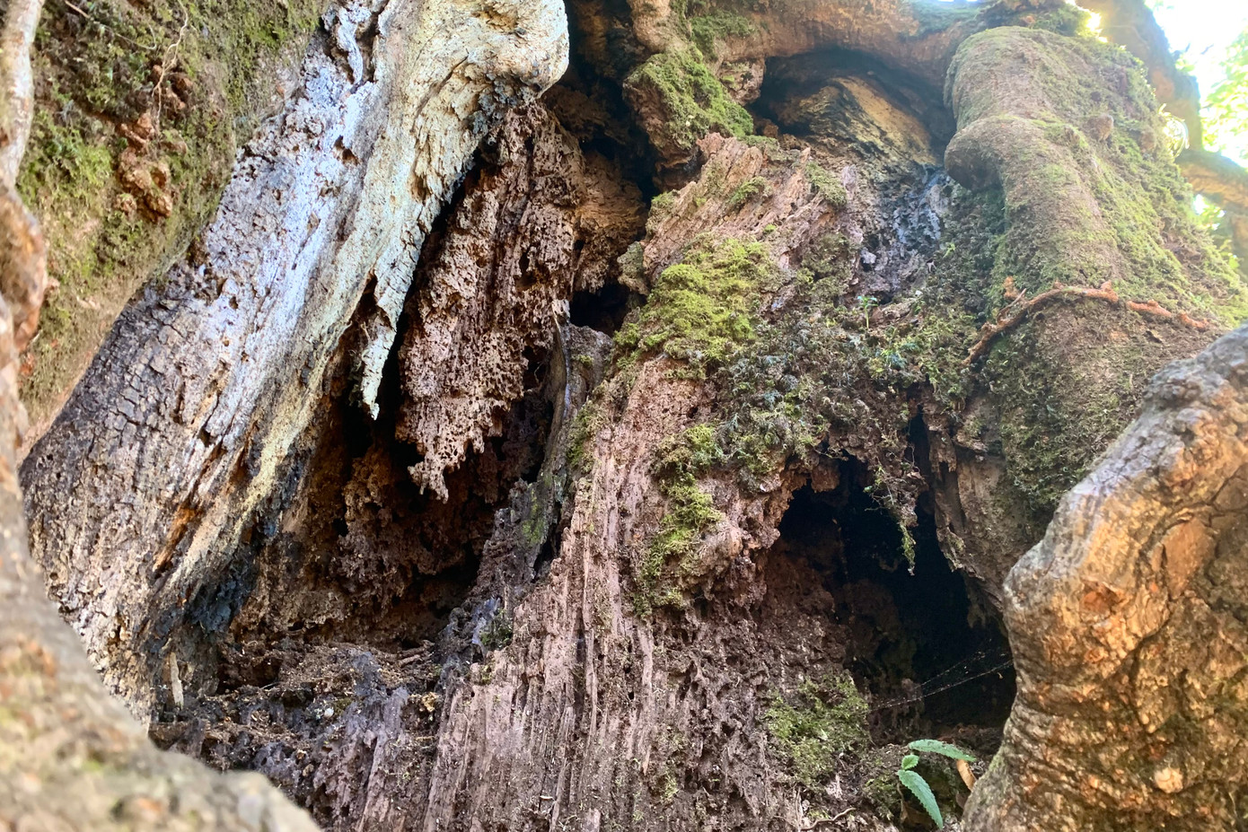 Thân rễ cây đều toát lên vẻ đẹp xù xì, cổ kính hàng trăm tuổi.