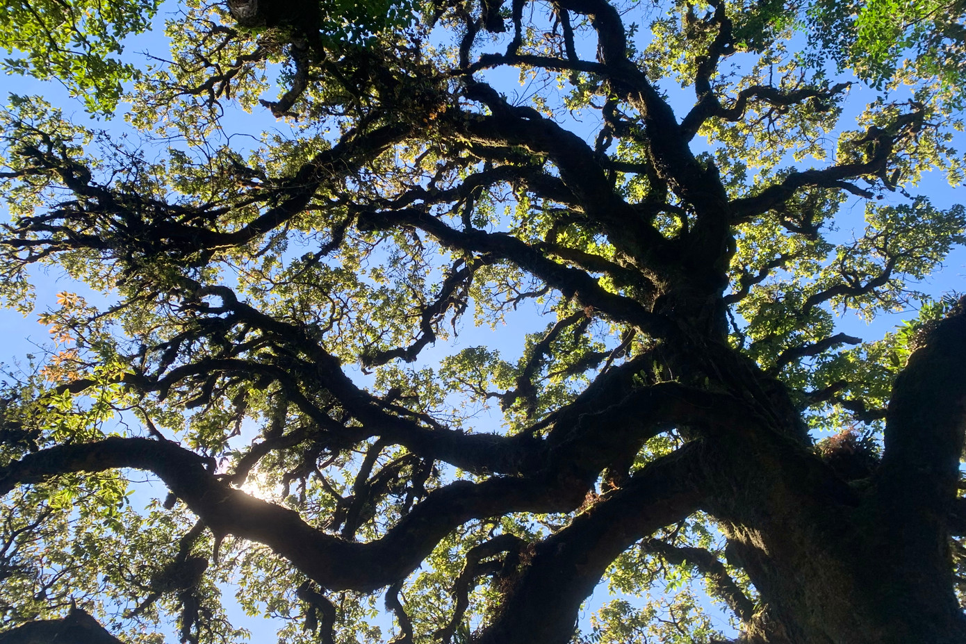 Thân cành chẳng chịt phủ rêu khiến du khách mê mẩn với "cây thần kỳ" này.