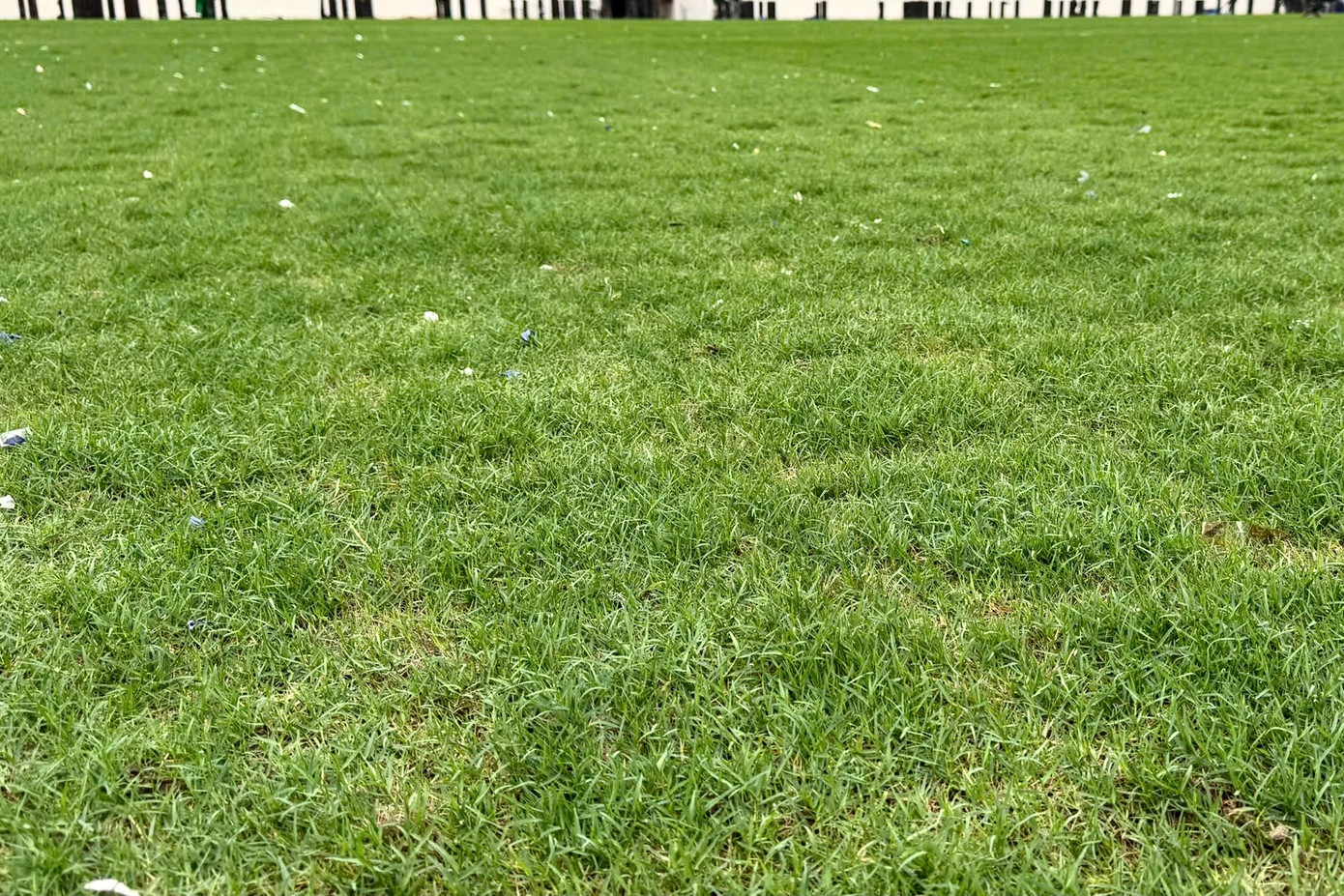 Mặt cỏ nhìn chung còn màu xanh nhưng lẫn những đám nhỏ úa vàng.
